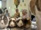 Nos amis les animaux  Résidence Mazargues Marseille